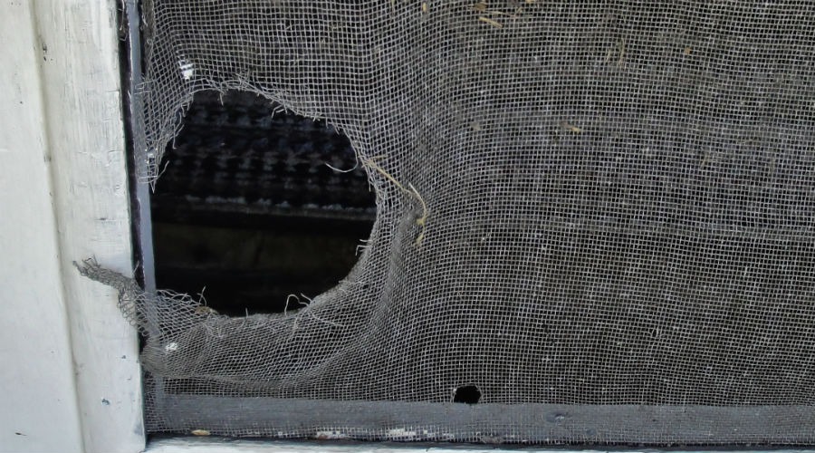 window screens